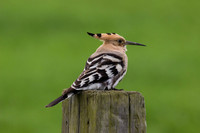 Hoopoe