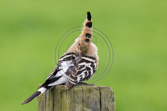 Hoopoe
