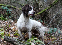 Scargill Pheasant Shoot 17