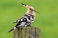 Hoopoe