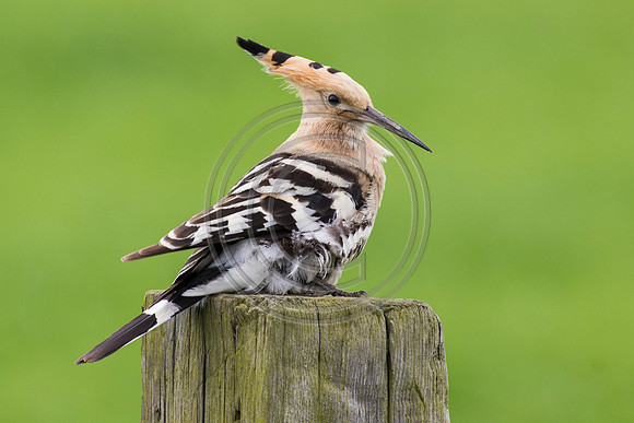 Hoopoe