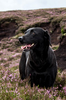 Grouse 15
