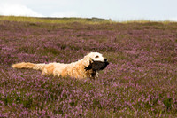 The Grouse Moor 15