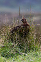 Grouse