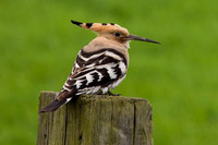 Hoopoe in the Yorkshire Wolds