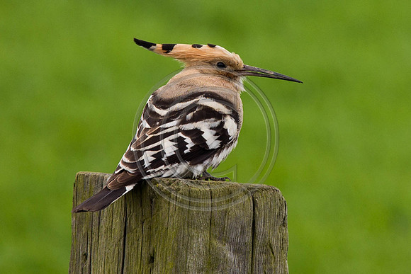 Hoopoe