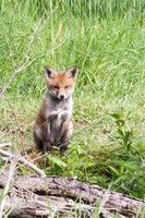 Fox Cubs
