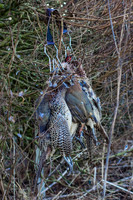 Wykeham Shoot