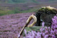 The Grouse Moor