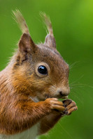 Red Squirrels in Strathtay, Scotland