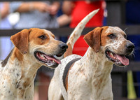 Derwent Puppy Show 21