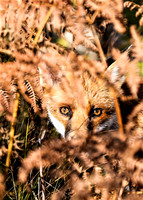 British Wildlife
